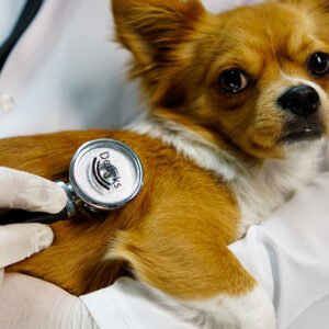 DEDEKS® Dual Frequency Stethoscope