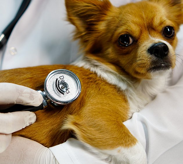 DEDEKS® Dual Frequency Stethoscope